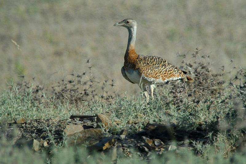 Otis tarda - Otarda in Digiscoping
